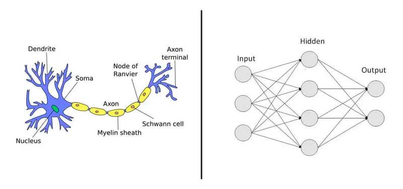 Neural Networks